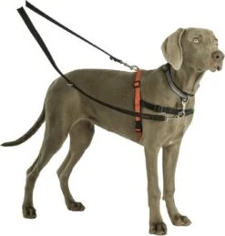 Company Of Animals Halti Trainingslijn - Large - 2 Meter - Verstelbaar - Zwart 26 Company Of Animals Halti Trainingslijn - Large - 2 Meter - Verstelbaar - Zwart -Hondenserie Winkel 1145x1200 3