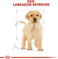 Royal Canin Labrador Retriever Junior 12 KG -Hondenserie Winkel 1185x1200 2