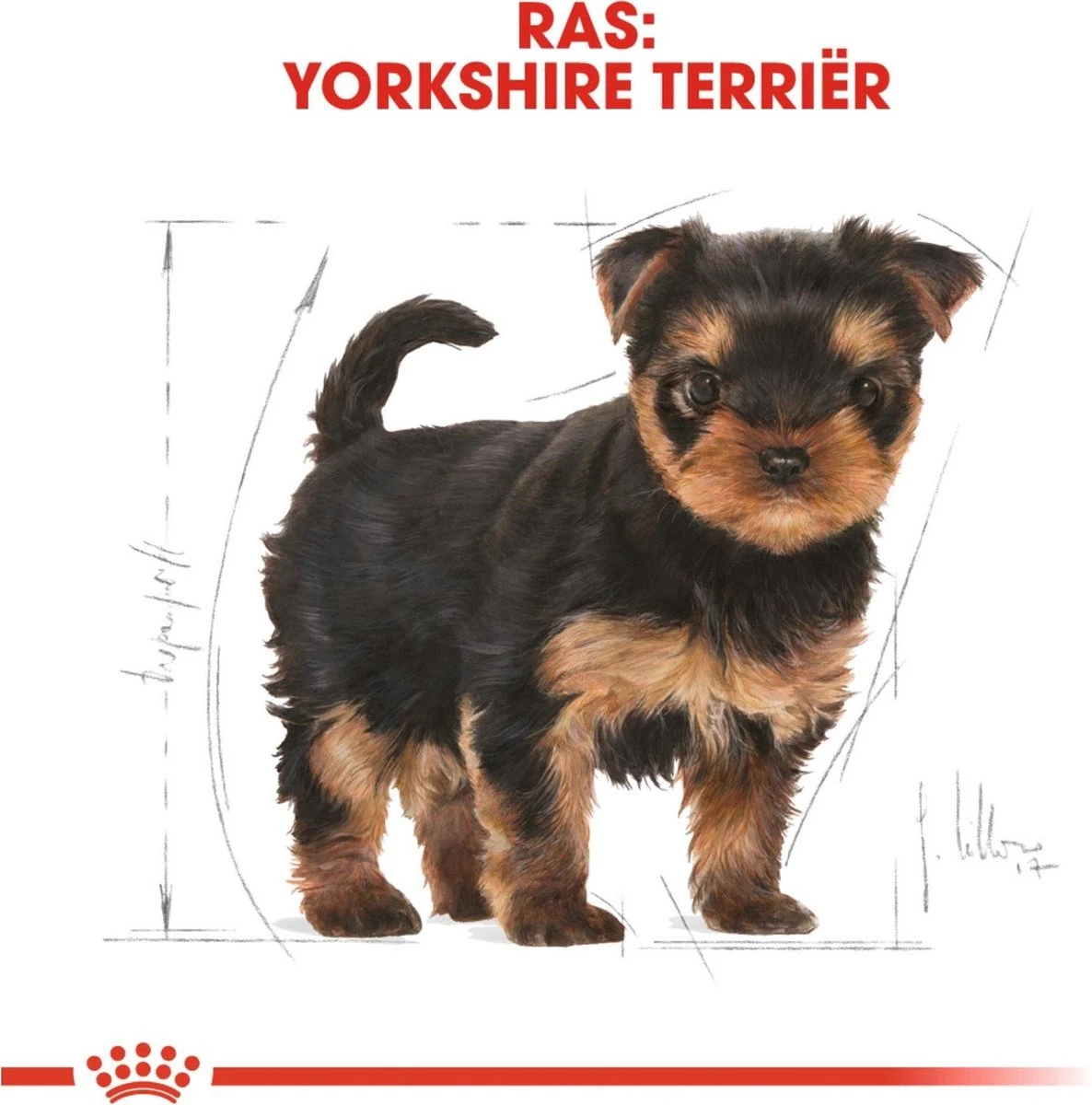 Royal Canin Yorkshire Terrier Junior 1.5 KG 7 Royal Canin Yorkshire Terrier Junior 1.5 KG - Afbeelding 5