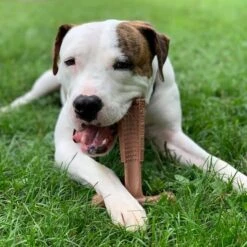 Spot Bam-Bones Plus Easy Grip - Veilig Kauwbot Voor Honden - Speciaal Voor Sterke Kauwers - Verzorgt Het Gebit Van De Hond - Rund Of Kip - S/M/L - Maat: Large, Smaak: Kip 17 Spot Bam-Bones Plus Easy Grip - Veilig Kauwbot Voor Honden - Speciaal Voor Sterke Kauwers - Verzorgt Het Gebit Van De Hond - Rund Of Kip - S/M/L - Maat: Large, Smaak: Kip -Hondenserie Winkel 1198x1200 14