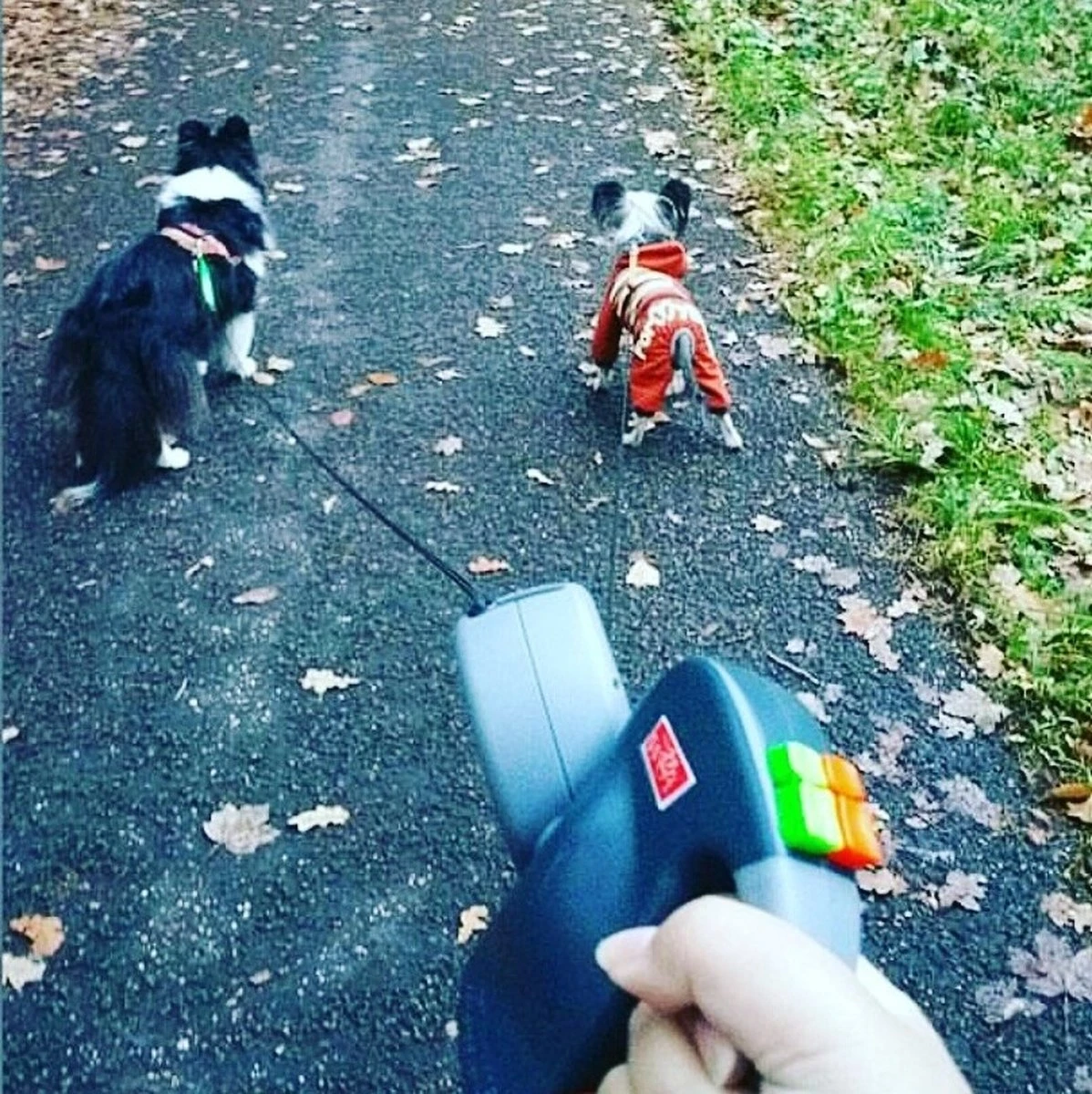 Wigzi Dual Doggie 2.0 Voor Twee Honden - Hondenriem - Grijs - 3m - <22 Kg (per Hond) 11 Wigzi Dual Doggie 2.0 Voor Twee Honden - Hondenriem - Grijs - 3m - <22 Kg (per Hond) - Afbeelding 9