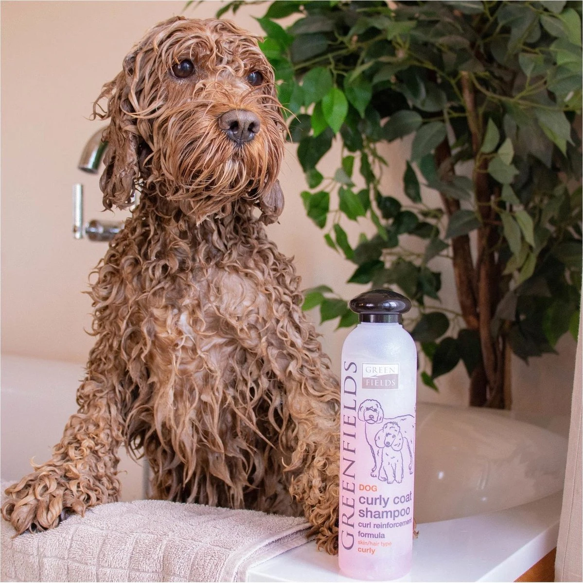 Greenfields Labradoodle Vacht Verzorgingsset - Shampoo En Anti-Klit Spray Voor Langharige Of Krullende Vacht 9 Greenfields Labradoodle Vacht Verzorgingsset - Shampoo En Anti-Klit Spray Voor Langharige Of Krullende Vacht - Afbeelding 7