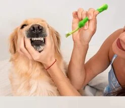 Merkloos Tandenborstel - Voor Huisdieren - Honden - 3 Zijdig - Multi-Hoek - Schoonmaken - Tanden - Slechte Adem - Tandsteen - Tandenborstel - Gezondheid - Blauw 11 Merkloos Tandenborstel - Voor Huisdieren - Honden - 3 Zijdig - Multi-Hoek - Schoonmaken - Tanden - Slechte Adem - Tandsteen - Tandenborstel - Gezondheid - Blauw -Hondenserie Winkel 1200x1042 3