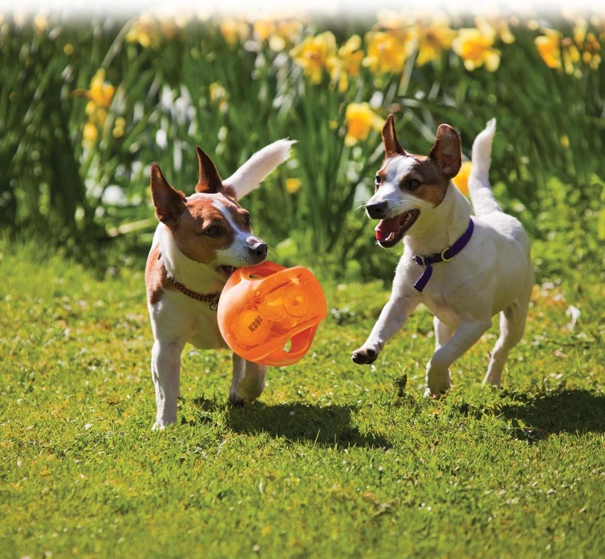 Kong Jumbler Ball - Assorti - M/L - Hondenspeelgoed - Ø14 Cm 11 Kong Jumbler Ball - Assorti - M/L - Hondenspeelgoed - Ø14 Cm - Afbeelding 9