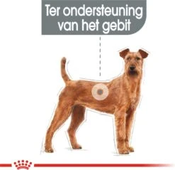 Royal Canin Medium Dental Care - 10 Kg 20 Royal Canin Medium Dental Care - 10 Kg -Hondenserie Winkel 1200x1160 1