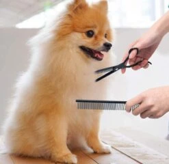 Petsify - Professionele 8-delige Huisdier Knipset - Effileerschaar Hond - Kam Hond - Schaar Hond - Katten Kam - Hondenschaar - Trimschaar Voor Honden - Kapperset - Zwart 11 Petsify - Professionele 8-delige Huisdier Knipset - Effileerschaar Hond - Kam Hond - Schaar Hond - Katten Kam - Hondenschaar - Trimschaar Voor Honden - Kapperset - Zwart -Hondenserie Winkel 1200x1166 6