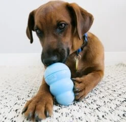 Kong Puppy - Kauwbot Hondenspeelgoed Small - Kauwbot - 85mm X 42mm - Groen/Wit -Hondenserie Winkel 1200x1167