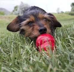 Kong Kauwbot - Hondenspeelgoed - Rood - M 35 Kong Kauwbot - Hondenspeelgoed - Rood - M -Hondenserie Winkel 1200x1171 2