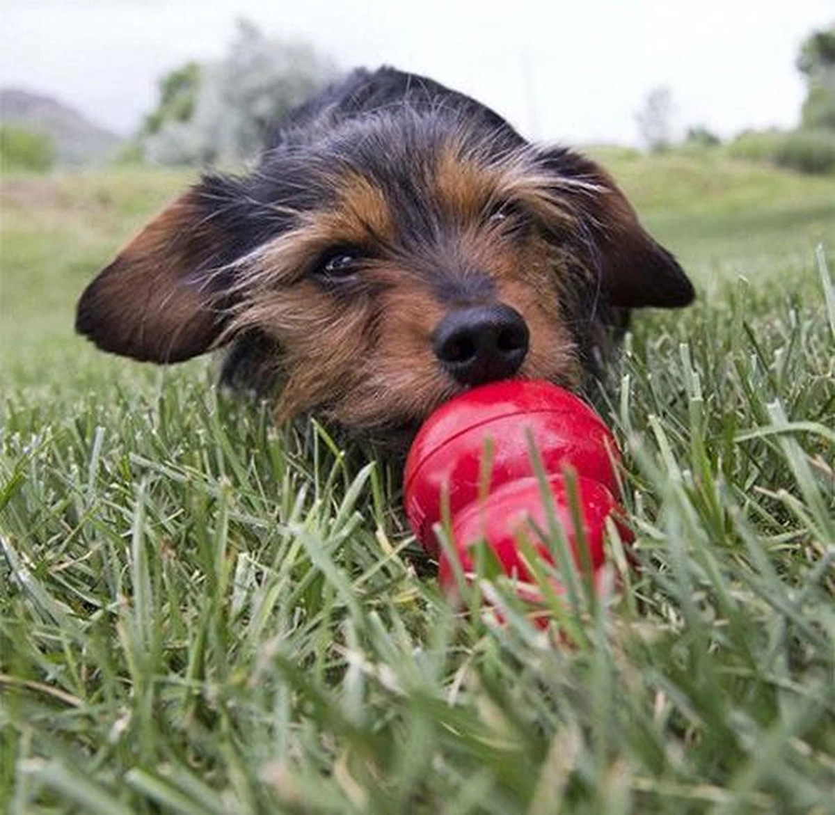 Kong Kauwbot - Hondenspeelgoed - Rood - M 16 Kong Kauwbot - Hondenspeelgoed - Rood - M - Afbeelding 14