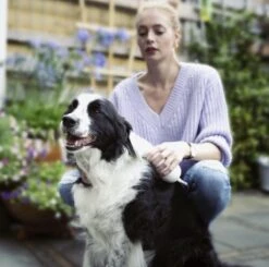 Merkloos HondenFöhn En Borstel - RVS Borstel - Huisdieren - 2 In 1 Hondenföhn -Hondenserie Winkel 1200x1190 9