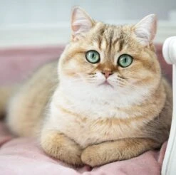 Lord Lou - George Blauw Velvet S - Luxe Hondenmand - Luxe Kattenmand - 49x40x31 17 Lord Lou - George Blauw Velvet S - Luxe Hondenmand - Luxe Kattenmand - 49x40x31 -Hondenserie Winkel 1200x1197