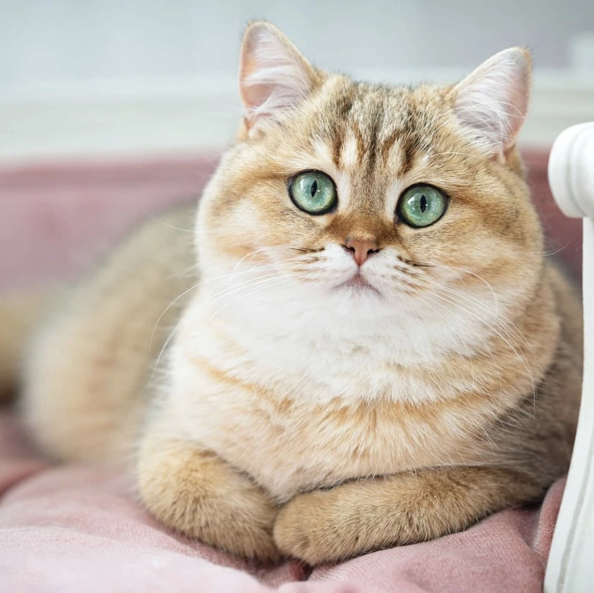 Lord Lou - George Blauw Velvet S - Luxe Hondenmand - Luxe Kattenmand - 49x40x31 8 Lord Lou - George Blauw Velvet S - Luxe Hondenmand - Luxe Kattenmand - 49x40x31 - Afbeelding 6