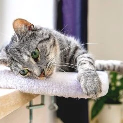 Pfotenolymp® Premium Window Baars/Krabmat Voor Katten Bij Het Raam - Vensterbank/Kattenbank Voor De Vensterbank - Zit/Ligstoel Voor Katten -Hondenserie Winkel 1200x1199 2