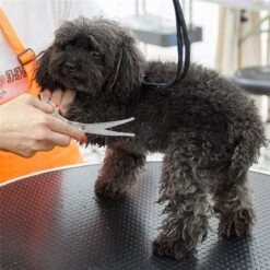 Merkloos Premium Gebogen Trimschaar Honden - Huisdier Trimmen - Hoofd, Poten Ogen & Oren - Kat & Hond Knippen - Veilige Schaar 12 Merkloos Premium Gebogen Trimschaar Honden - Huisdier Trimmen - Hoofd, Poten Ogen & Oren - Kat & Hond Knippen - Veilige Schaar -Hondenserie Winkel 1200x1200 1072