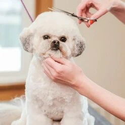 Merkloos Premium Gebogen Trimschaar Honden - Huisdier Trimmen - Hoofd, Poten Ogen & Oren - Kat & Hond Knippen - Veilige Schaar 13 Merkloos Premium Gebogen Trimschaar Honden - Huisdier Trimmen - Hoofd, Poten Ogen & Oren - Kat & Hond Knippen - Veilige Schaar -Hondenserie Winkel 1200x1200 1073