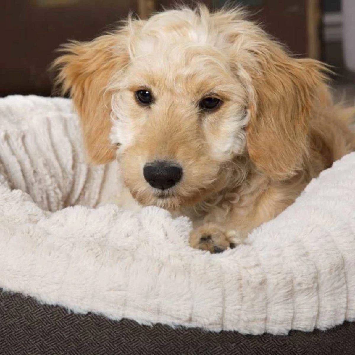 Scruffs Ellen Donut - Warme Hondenmand Van Imitatiebont - Kleur Grijs, Roze Of Bruin - Maat M Of L - Kleur: Grijs, Maat: Medium 18 Scruffs Ellen Donut - Warme Hondenmand Van Imitatiebont - Kleur Grijs, Roze Of Bruin - Maat M Of L - Kleur: Grijs, Maat: Medium - Afbeelding 16