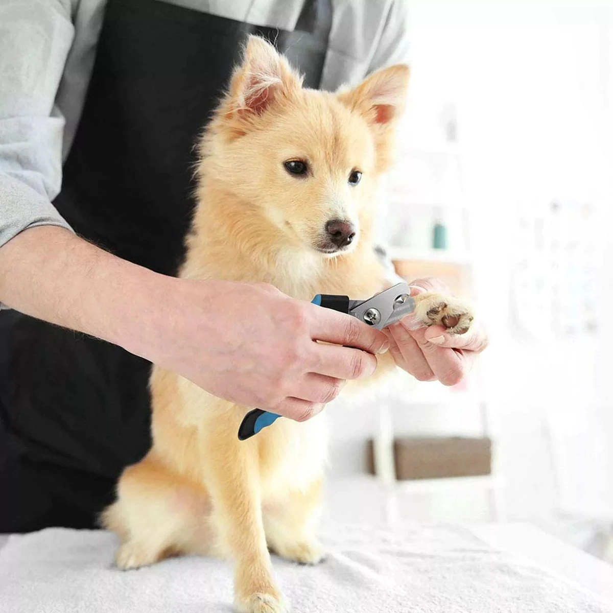 Merkloos Zetamo Professionele Nagelschaar|Nagelschaar Hond | Nagelschaar Kat| Nagelknipper Hond En Kat| Nagelknipper Kat| Nagelknipper Hond|NagelTang Dieren|Poot Verzorging 6 Merkloos Zetamo Professionele Nagelschaar|Nagelschaar Hond | Nagelschaar Kat| Nagelknipper Hond En Kat| Nagelknipper Kat| Nagelknipper Hond|NagelTang Dieren|Poot Verzorging - Afbeelding 4
