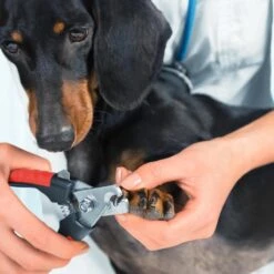 Merkloos Nagelschaar - Nagelschaartje - Nagelknipper - Geschikt Voor Hond Kat Konijn Cavia Vogel - 12 CM 10 Merkloos Nagelschaar - Nagelschaartje - Nagelknipper - Geschikt Voor Hond Kat Konijn Cavia Vogel - 12 CM -Hondenserie Winkel 1200x1200 1232