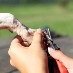 Merkloos Nagelschaar - Nagelschaartje - Nagelknipper - Geschikt Voor Hond Kat Konijn Cavia Vogel - 12 CM 11 Merkloos Nagelschaar - Nagelschaartje - Nagelknipper - Geschikt Voor Hond Kat Konijn Cavia Vogel - 12 CM -Hondenserie Winkel 1200x1200 1233