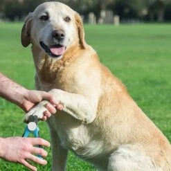 WVspecials® Professionele Dieren Nagelschaar Met Led Licht - Dieren Nagelschaar - Nagelschaar Hond - Honden Nagelknipper - Hondennagels - Honden Knip Schaar - Nageltang - Met LED Licht, Veiligheidsstop En Nagelvijl - Black Friday - Sinterklaas 8 WVspecials® Professionele Dieren Nagelschaar Met Led Licht - Dieren Nagelschaar - Nagelschaar Hond - Honden Nagelknipper - Hondennagels - Honden Knip Schaar - Nageltang - Met LED Licht, Veiligheidsstop En Nagelvijl - Black Friday - Sinterklaas -Hondenserie Winkel 1200x1200 1234
