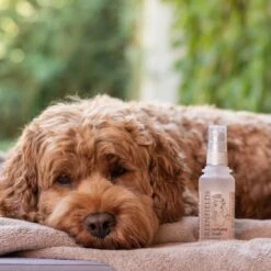 Hondenparfum Spray In 4 Geuren - Greenfields - Alchoholvrije En PH Neutrale Formule Tegen Onaangename Geurtjes - 50ml - Exotic 26 Hondenparfum Spray In 4 Geuren - Greenfields - Alchoholvrije En PH Neutrale Formule Tegen Onaangename Geurtjes - 50ml - Exotic -Hondenserie Winkel 1200x1200 1285