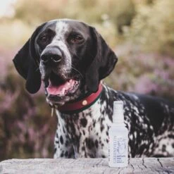 Hondenparfum Spray In 4 Geuren - Greenfields - Alchoholvrije En PH Neutrale Formule Tegen Onaangename Geurtjes - 50ml - Exotic 34 Hondenparfum Spray In 4 Geuren - Greenfields - Alchoholvrije En PH Neutrale Formule Tegen Onaangename Geurtjes - 50ml - Exotic -Hondenserie Winkel 1200x1200 1289