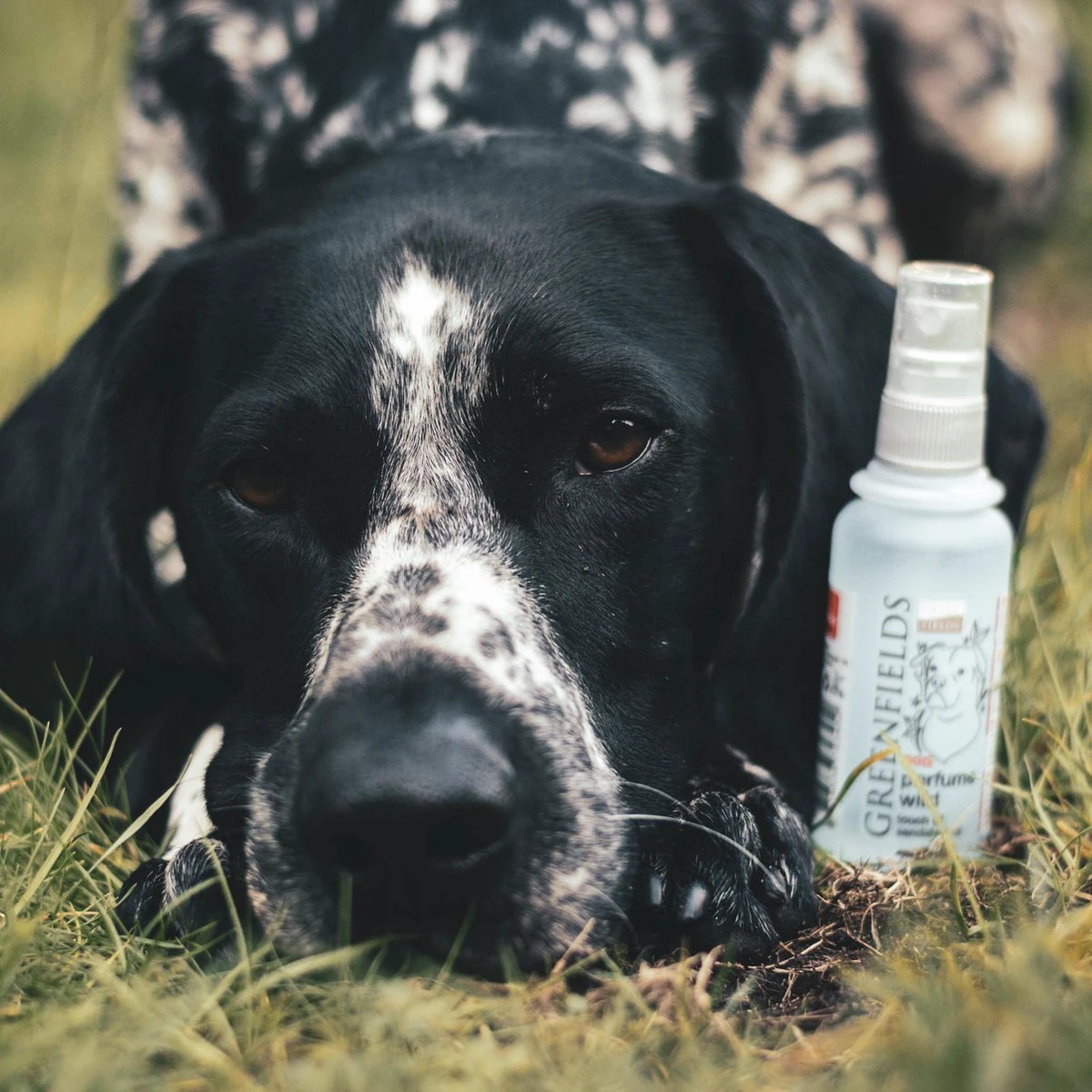 Hondenparfum Spray In 4 Geuren - Greenfields - Alchoholvrije En PH Neutrale Formule Tegen Onaangename Geurtjes - 50ml - Wild 12 Hondenparfum Spray In 4 Geuren - Greenfields - Alchoholvrije En PH Neutrale Formule Tegen Onaangename Geurtjes - 50ml - Wild - Afbeelding 10