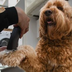 Clipr Ultimate 2-speed Hondentondeuse Op Accu -Hondenserie Winkel 1200x1200 1305