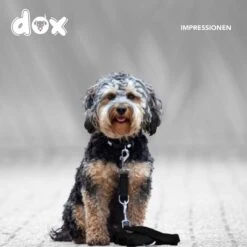 DDOXX Hondenriem Air Mesh, 3-voudig Verstelbaar, 2m | Voor Kleine & Grote Honden | Dubbele Riem Twee Honden Kat Puppy | Tug Leash Large | Lead Leash Small | Walking Leash Puppy Leash | Zwart, M -Hondenserie Winkel 1200x1200 1311