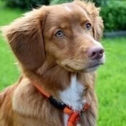 Rebel Petz - Honden Trainingslijn Met Halsband - Taupe, Zwart, Groen & Oranje - Maat Small Of Large - Kleur: Oranje, Maat: Large 27 Rebel Petz - Honden Trainingslijn Met Halsband - Taupe, Zwart, Groen & Oranje - Maat Small Of Large - Kleur: Oranje, Maat: Large -Hondenserie Winkel 1200x1200 1340