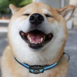 Premium Anti Blafband Apparaat Om Je Hond Snel En Effectief Te Laten Stoppen Met Blaffen - Diervriendelijke Opvoedingshalsband Zonder Schok - Trainingshalsband Voor Grote En Kleine Honden - Anti Blaf Apparaat - Correctie Halsband 19 Premium Anti Blafband Apparaat Om Je Hond Snel En Effectief Te Laten Stoppen Met Blaffen - Diervriendelijke Opvoedingshalsband Zonder Schok - Trainingshalsband Voor Grote En Kleine Honden - Anti Blaf Apparaat - Correctie Halsband -Hondenserie Winkel 1200x1200 1561