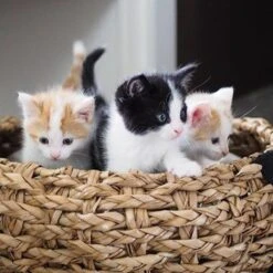 District 70 COCOON - Luxe Hondenmand Van Duurzaam Hoogwaardig Riet Met Zacht Kussen - Maten S/M/L - Large 31 District 70 COCOON - Luxe Hondenmand Van Duurzaam Hoogwaardig Riet Met Zacht Kussen - Maten S/M/L - Large -Hondenserie Winkel 1200x1200 16