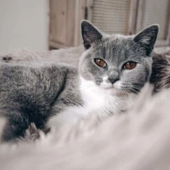 District 70 FUZZ - Hondenmand Comfortabel En Zacht Pluche - Zand, Oudroze, Donkergrijs En Lichtgrijs In S/M/L/XL - Maat: Large, Kleur: Zand 19 District 70 FUZZ - Hondenmand Comfortabel En Zacht Pluche - Zand, Oudroze, Donkergrijs En Lichtgrijs In S/M/L/XL - Maat: Large, Kleur: Zand -Hondenserie Winkel 1200x1200 168