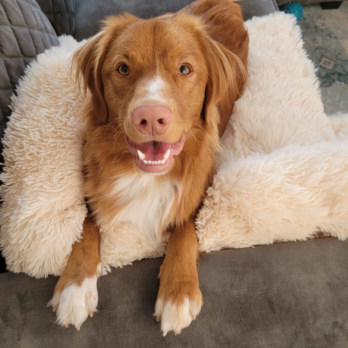 Origineel Hondendeken Voor Bank M – Hondenkleed Fluffy – Pluche Hondenbed - Hondenmand Premium - Volledig Afritsbaar - Beige 8 Origineel Hondendeken Voor Bank M – Hondenkleed Fluffy – Pluche Hondenbed - Hondenmand Premium - Volledig Afritsbaar - Beige - Afbeelding 6