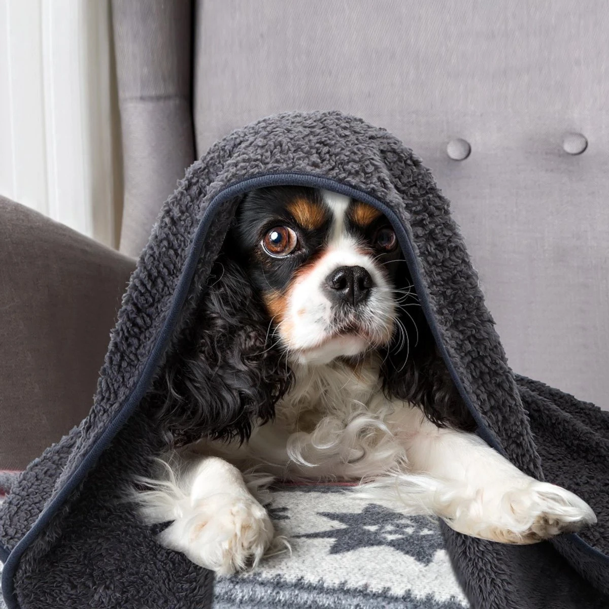 Nobleza 40UWK Hondendeken - Dierenmat - Benchkleed - 120x100cm - Grijs 7 Nobleza 40UWK Hondendeken - Dierenmat - Benchkleed - 120x100cm - Grijs - Afbeelding 5