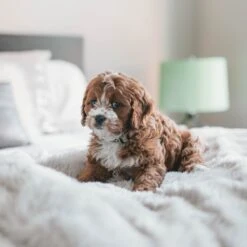 Fluffy Blanket - Pluche Hondendeken - 120 X 100 CM - Grijs - Voor De Auto Of Bank - Fleece 11 Fluffy Blanket - Pluche Hondendeken - 120 X 100 CM - Grijs - Voor De Auto Of Bank - Fleece -Hondenserie Winkel 1200x1200 282