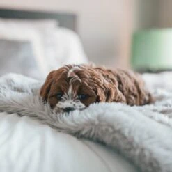 Fluffy Blanket - Pluche Hondendeken - 120 X 100 CM - Grijs - Voor De Auto Of Bank - Fleece 13 Fluffy Blanket - Pluche Hondendeken - 120 X 100 CM - Grijs - Voor De Auto Of Bank - Fleece -Hondenserie Winkel 1200x1200 284