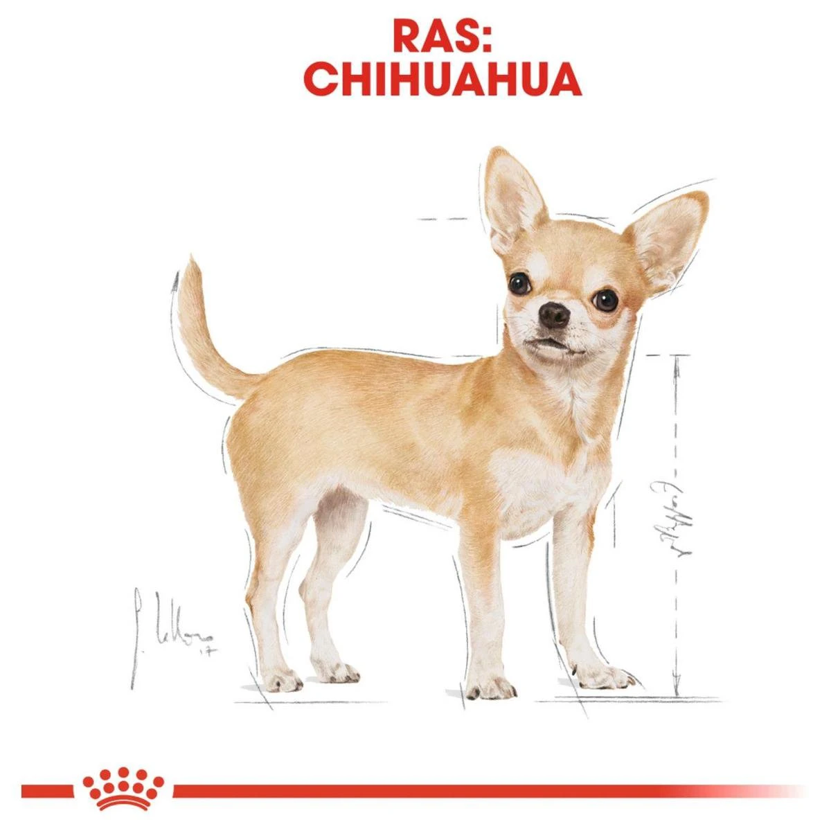 Royal Canin Chihuahua Pouch (12X85 GR) 7 Royal Canin Chihuahua Pouch (12X85 GR) - Afbeelding 5