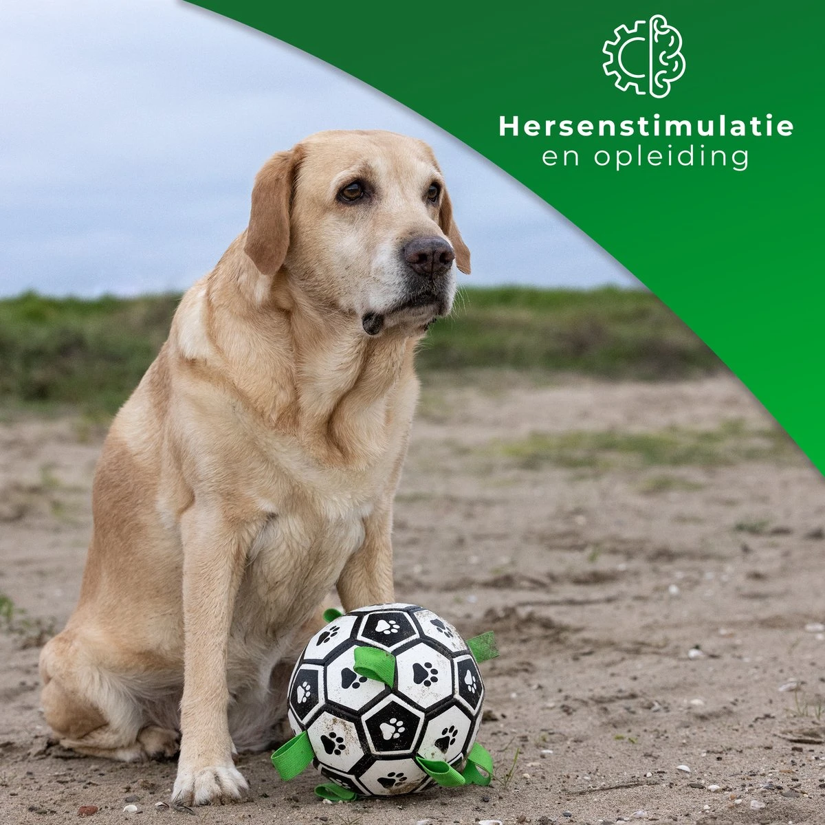 Honden Speelgoed Bal Voetbal Extra Sterk Met Handvaten Ball Hondenbal - 15 Cm - Dutchwide 6 Honden Speelgoed Bal Voetbal Extra Sterk Met Handvaten Ball Hondenbal - 15 Cm - Dutchwide - Afbeelding 4