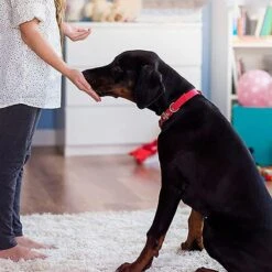 Merkloos Dog Buttons Praatknop Voor Honden - Met Opname Functie - Met Stickers - Intelligentie Speelgoed - 4 Stuks -Hondenserie Winkel 1200x1200 521