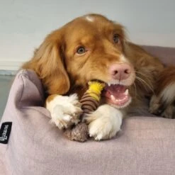 Nylabone Extreme Kauwbot Textuur Met Rund- En Kaassmaak -Hondenserie Winkel 1200x1200 536