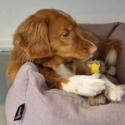 Nylabone Extreme Kauwbot Textuur Met Rund- En Kaassmaak -Hondenserie Winkel 1200x1200 537