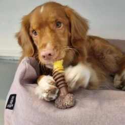 Nylabone Extreme Kauwbot Textuur Met Rund- En Kaassmaak -Hondenserie Winkel 1200x1200 538