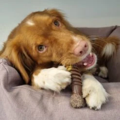 Nylabone Extreme Kauwbot Textuur Met Rund- En Kaassmaak -Hondenserie Winkel 1200x1200 539