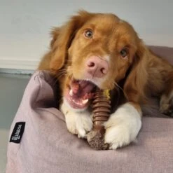 Nylabone Extreme Kauwbot Textuur Met Rund- En Kaassmaak -Hondenserie Winkel 1200x1200 540