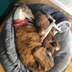 Merkloos Hondenknuffel - Puppyknuffel Met Hartslag - Knuffel Met Hartslag - Antistress Hond - Hondenspeelgoed -Hondenserie Winkel 1200x1200 575