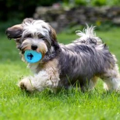 Nobleza Honden Speelgoed - Hondenspeeltjes - Hondenbal - Hondenspeelgoed - Honden Bal - Snackbal Hond - Kauwspeelgoed - Blauw - 8 Cm 15 Nobleza Honden Speelgoed - Hondenspeeltjes - Hondenbal - Hondenspeelgoed - Honden Bal - Snackbal Hond - Kauwspeelgoed - Blauw - 8 Cm -Hondenserie Winkel 1200x1200 629