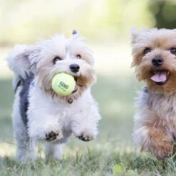 Kong Air Squacker Tennisbal - Hondenspeelgoed - Geel - M - Ø7,1 Cm -Hondenserie Winkel 1200x1200 636