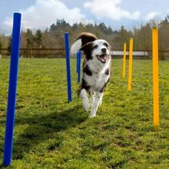 Agility Voor De Hond - 16 Delig - Agility Set - Hondentunnel - Horde - Slalom Palen - Honden Training Set - Honden Behendigheidsset - Agility Toestellen -Hondenserie Winkel 1200x1200 667