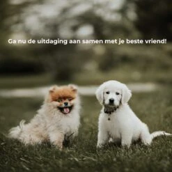 AYOO Agility Voor De Hond - Honden Training - Honden Behendigheid Set - Hondenparcours - Training Huisdieren - Honden Agility Set - Slalom - Horde - Draagzak - Agility Set - Oranje - Wit - GRATIS Speeltouw -Hondenserie Winkel 1200x1200 698